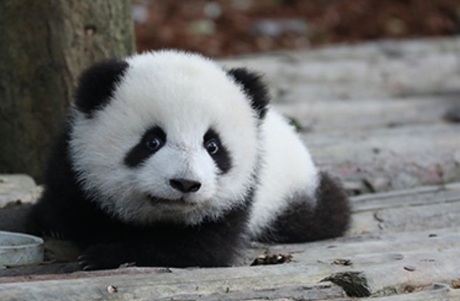 外国人到底有多喜欢熊猫啊,外国人真的很爱熊猫吗