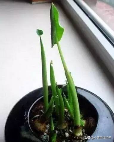 吃完的水果种子不要丢,吃完水果果核别扔