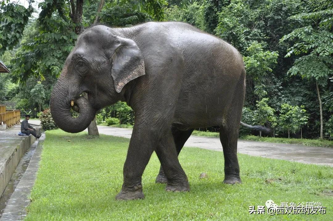 小象们,小象们你好英语