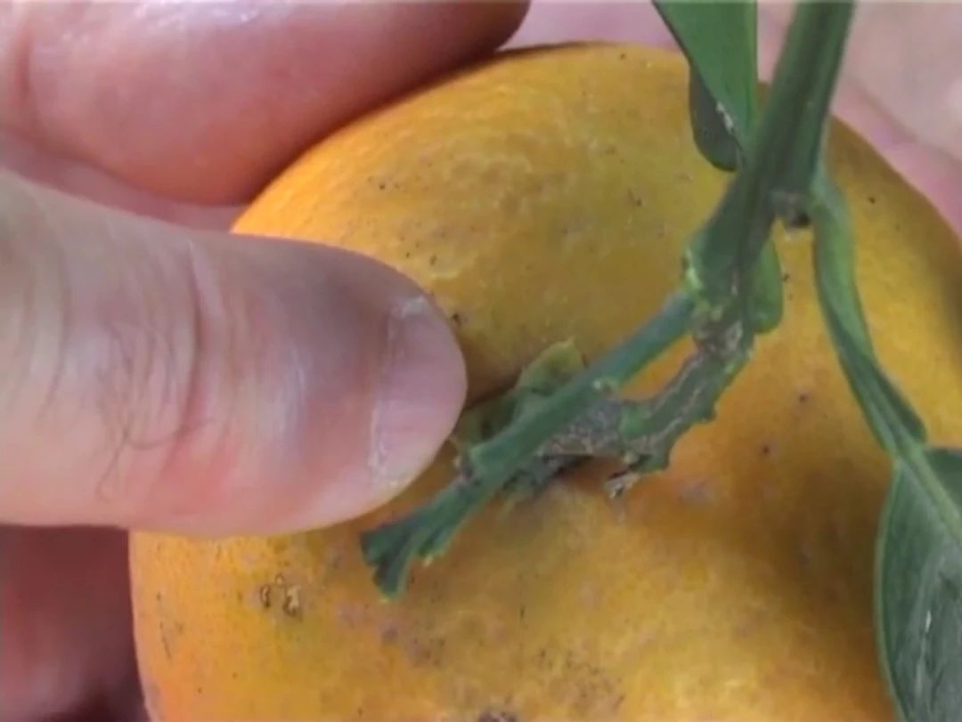 绿霉病害症状,柑橘绿霉病能治好吗