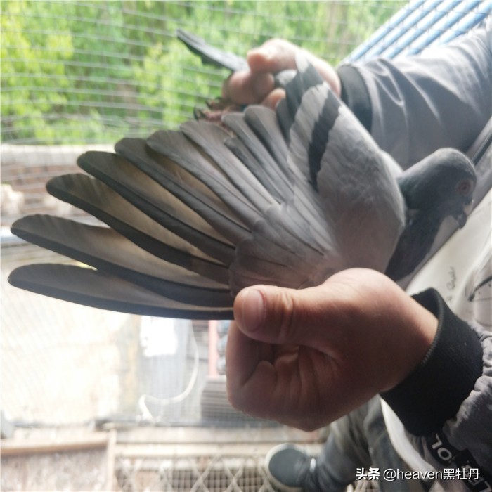 赛鸽公棚养多久鸽子才能比赛,赛鸽关键期1-3月龄幼鸽的管理要点