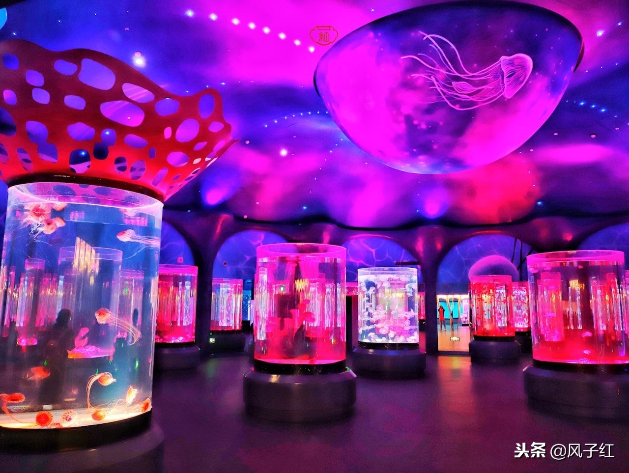 上海新地标丨海昌海洋公园一日游园玩法攻略