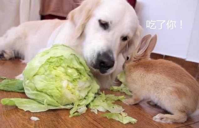 金毛挑食不吃狗粮怎么办呀,金毛挑食不吃鱼油