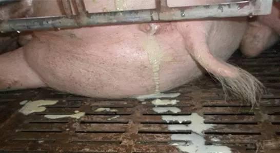 母猪管理的五大问题,养猪母猪管理