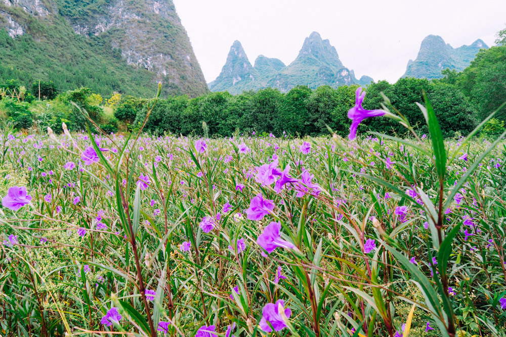 桂林旅游有没有租电瓶车的,桂林租电动车旅游