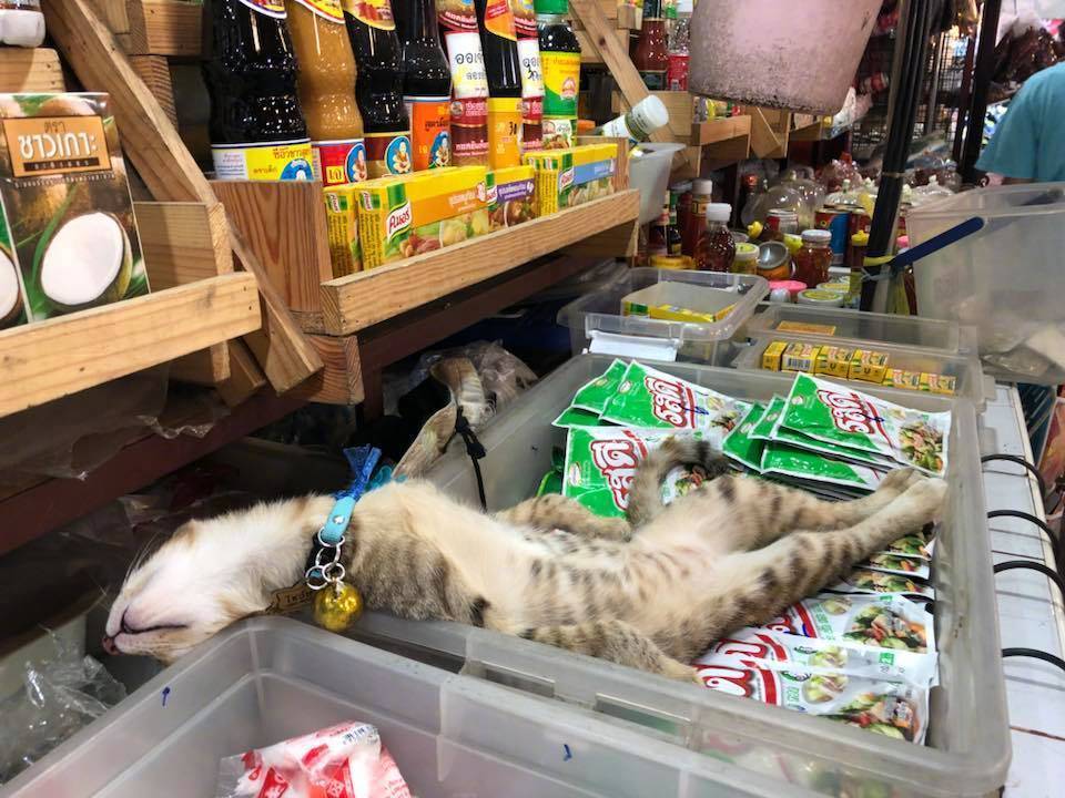 猫咪帮铲屎官暖手指,铲屎官猫咪身藏绝技