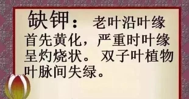 亚磷酸钾怎么这么火,亚磷酸钾和磷酸二氢钾哪个好