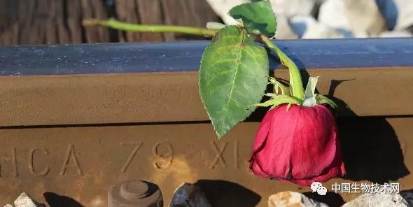 什么花香能够增加记忆力,玫瑰花香有助于记忆力吗