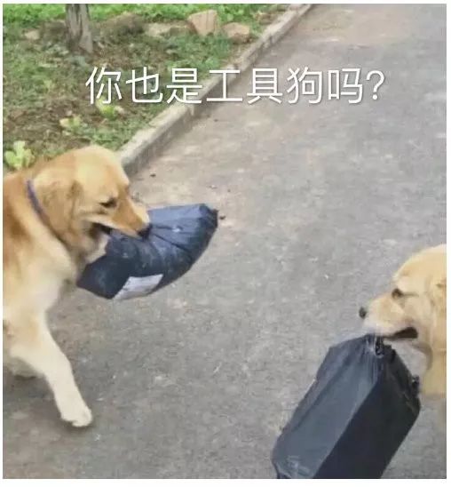 鱿鱼墨鱼乌贼八爪鱼章鱼的区别,墨鱼与鱿鱼章鱼八爪鱼有什么区别