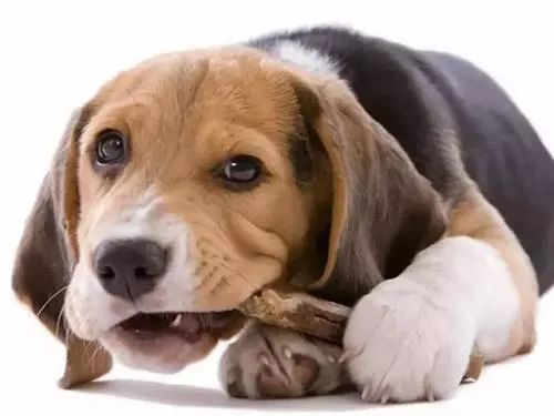 狗狗吃油腻多了拉肚子怎么治疗,狗狗拉肚子不吃食了是什么原因