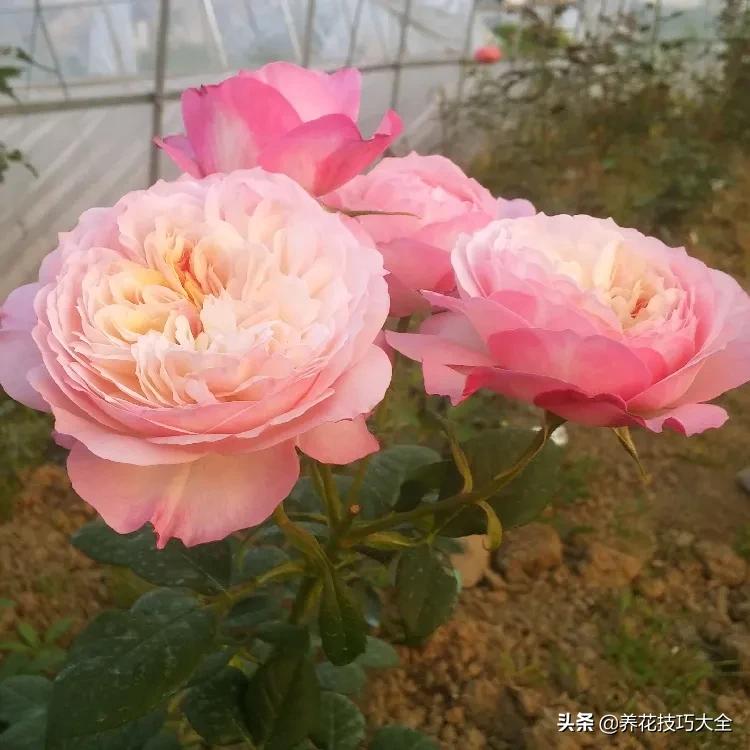 四季开花的月季又香又好养有几种,最漂亮10种盆栽月季