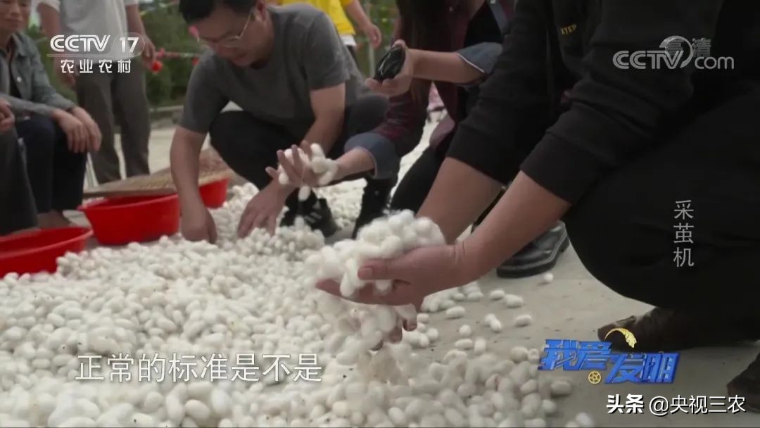 高效蚕茧脱茧机,养蚕取茧机器多少钱一台