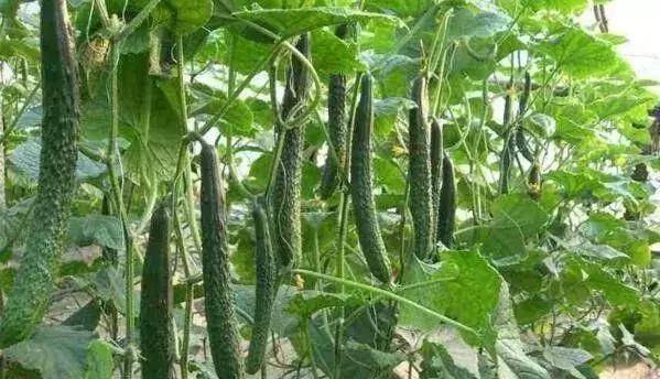 氯吡脲坐果率和什么有关系,膨果用氯吡脲