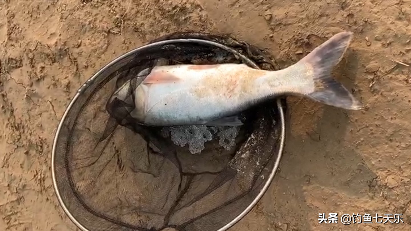 冬钓野河没口,冬季浅水野塘钓鲫鱼没有口