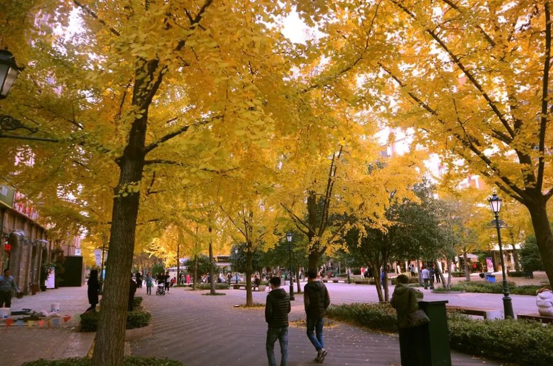 上海银杏叶打卡的地方,上海周边哪里有银杏叶