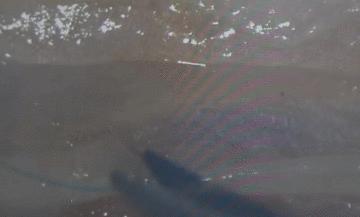 鸡蛋皮缝合手术,缝合鸡蛋膜视频教程