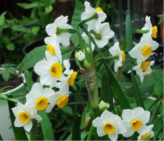 水仙花好养,水仙花真的好养吗