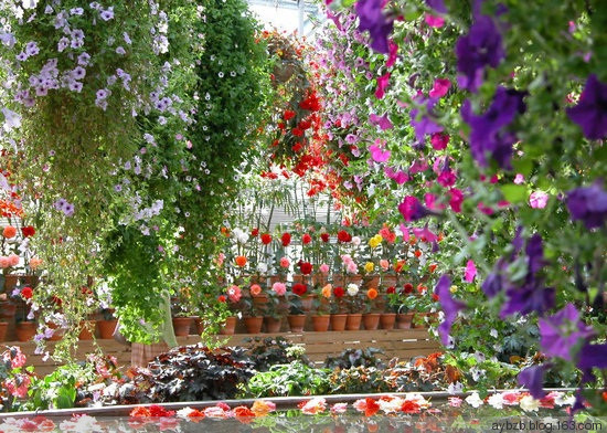 最好记的花名大全,很难得一见的花