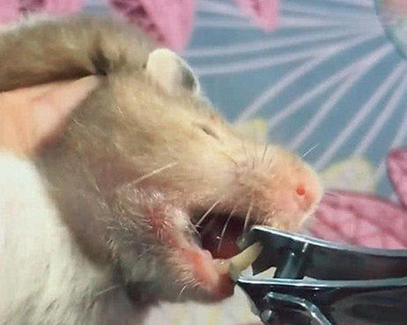 仓鼠牙齿一长一短要不要剪,仓鼠牙齿太长的一个视频