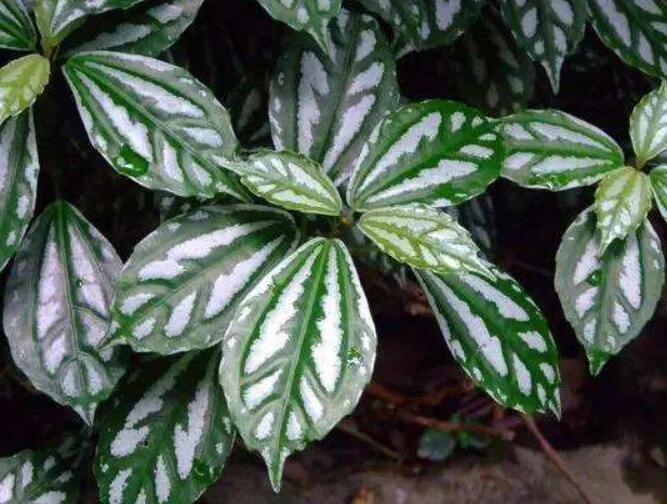 聪明人养4种花净化空气,室内必养的2种花