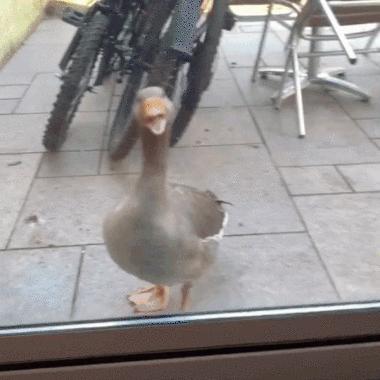 39张搞笑车祸动图,交通事故搞笑gif动图