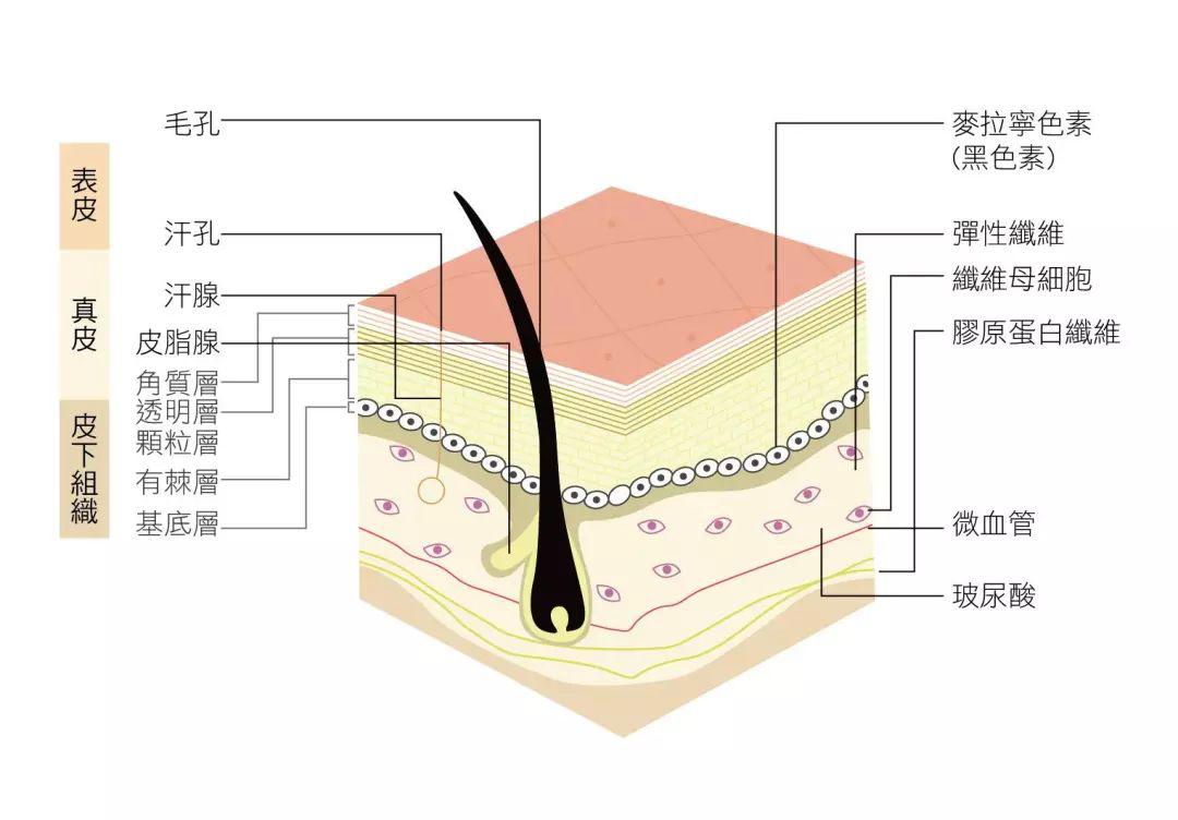 女明星每天注射玻尿酸,女明星都打玻尿酸吗