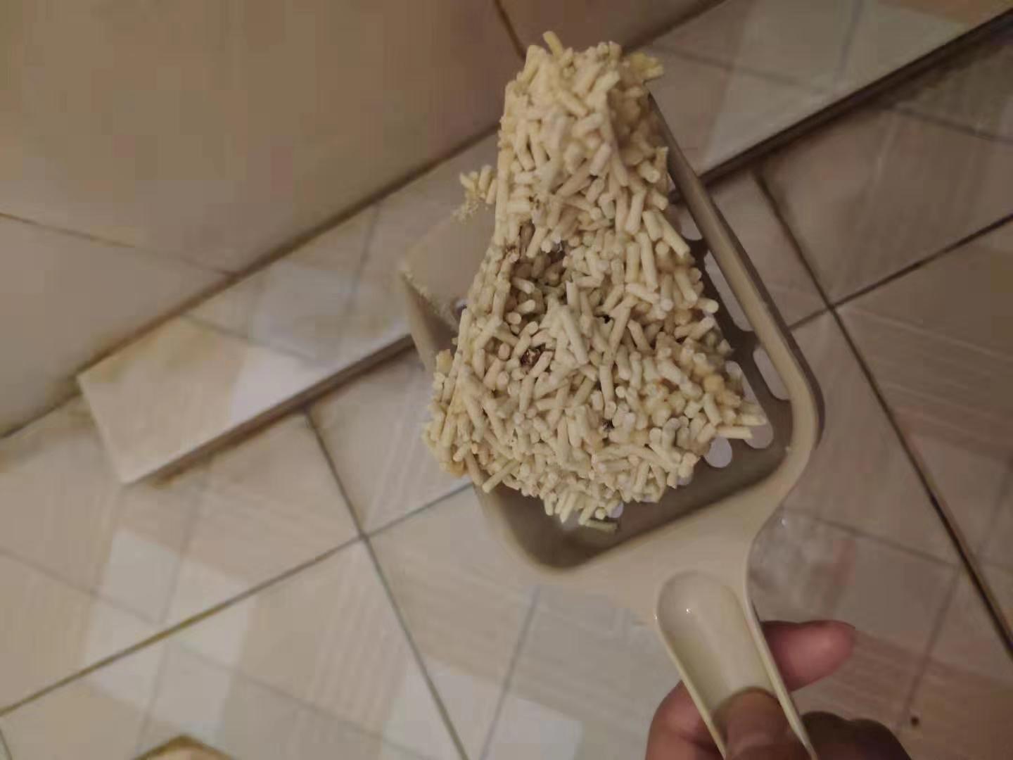 冬天长毛猫咪粘毛严重咋办,天气潮湿养猫的铲屎官真的要注意