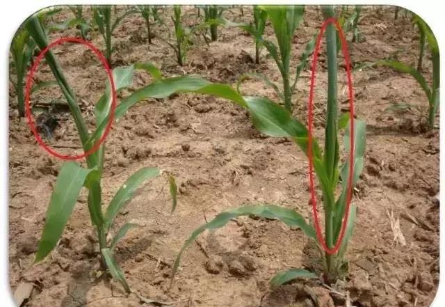 玉米苗卷叶是什么病如何治,玉米最近发生的大事