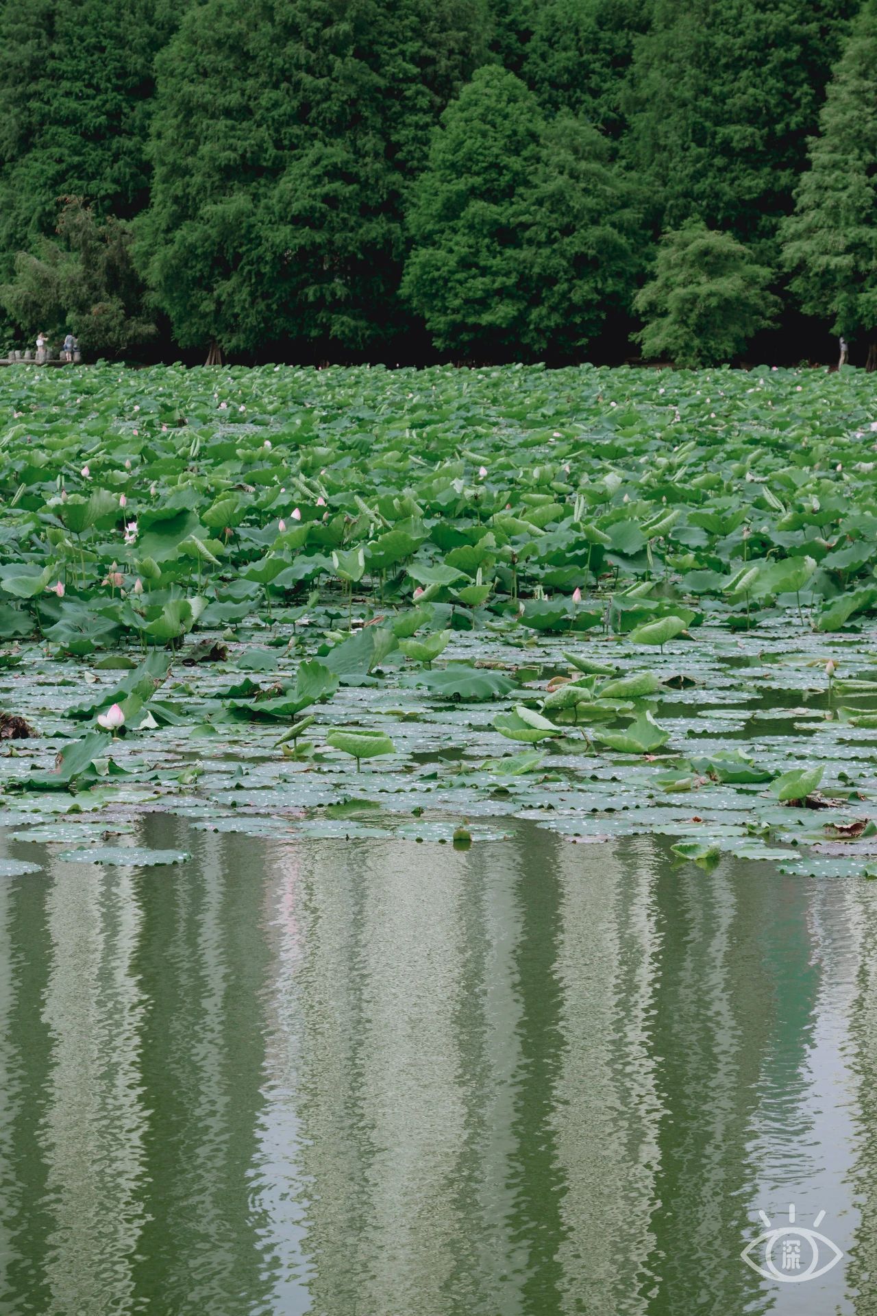 深圳洪湖公园7月18号还有荷花吗,深圳洪湖公园现在有荷花开吗