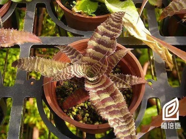 姬凤梨水培最简单的方法,姬凤梨的养护方法