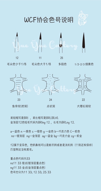 英短渐层和美短渐层的区别,英短金渐层怎么分色号