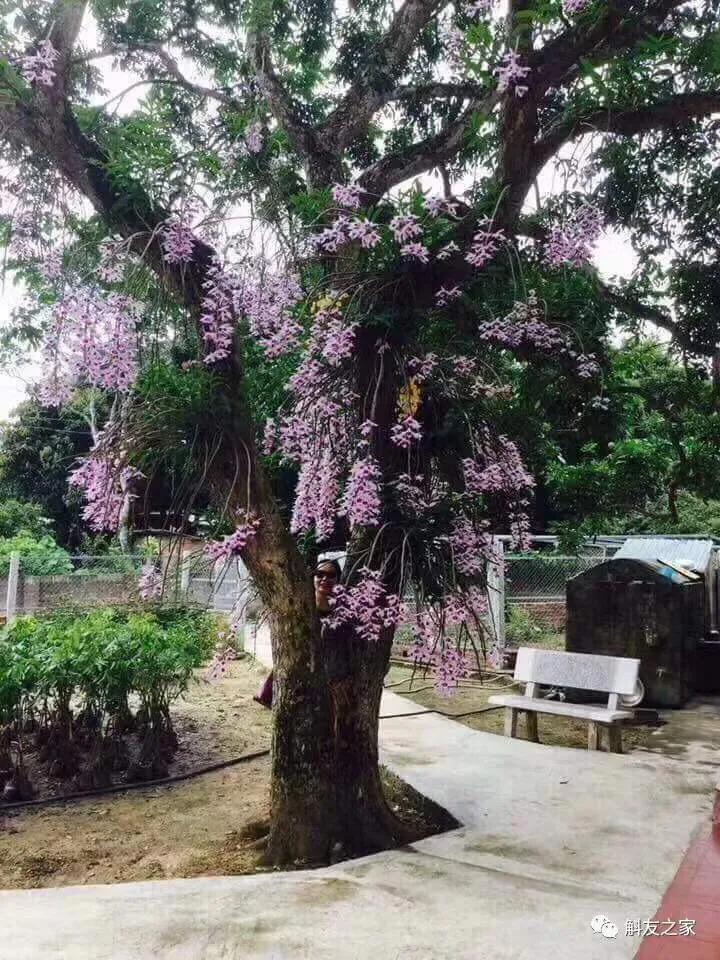 水质酸碱度变化对兰寿的影响,水质的多少对植物幼苗的影响