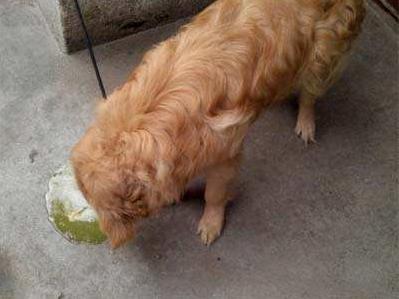 狗狗为什么吐狗粮该如何治疗,狗狗肠胃炎吐狗粮怎么办