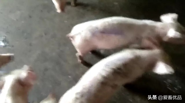 仔猪传染性腹泻怎么治效果好,仔猪传染性肠胃炎该怎么治