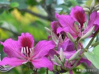 漯河美丽的沙澧河,美丽的漯河沙澧河风景区