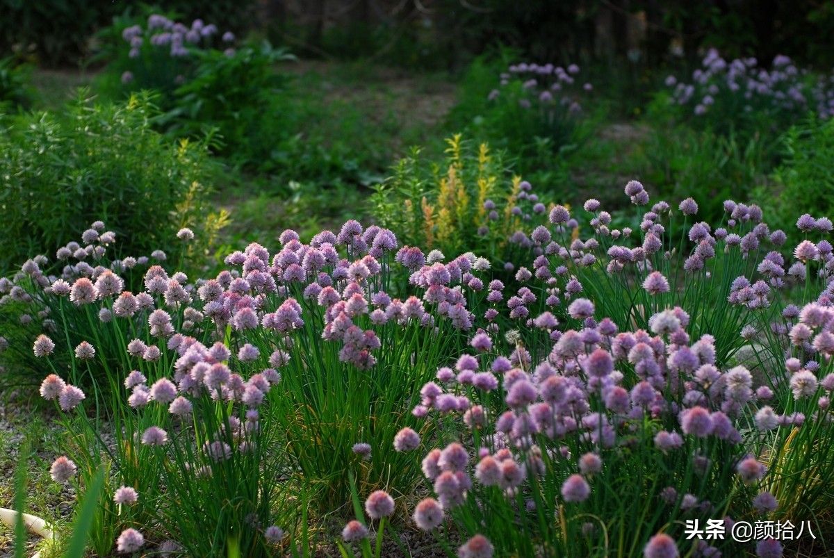 没有比利时花园游，来点比利时啤酒吧|随笔