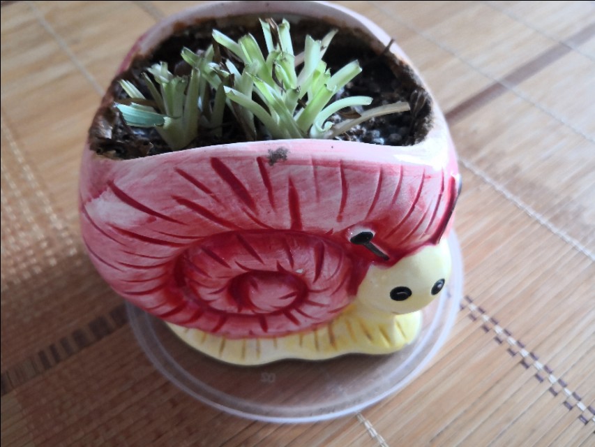 养吊兰的时候新手要注意哪些问题,吊兰养殖方法如何给吊兰换盆