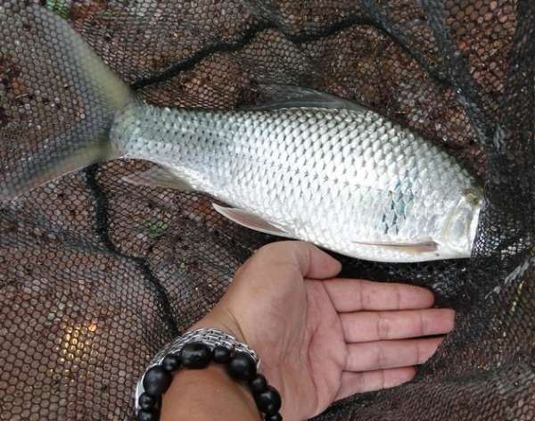 广东钓土鲮鱼用多大的子线和钩子,南宁用什么饵料钓土鲮