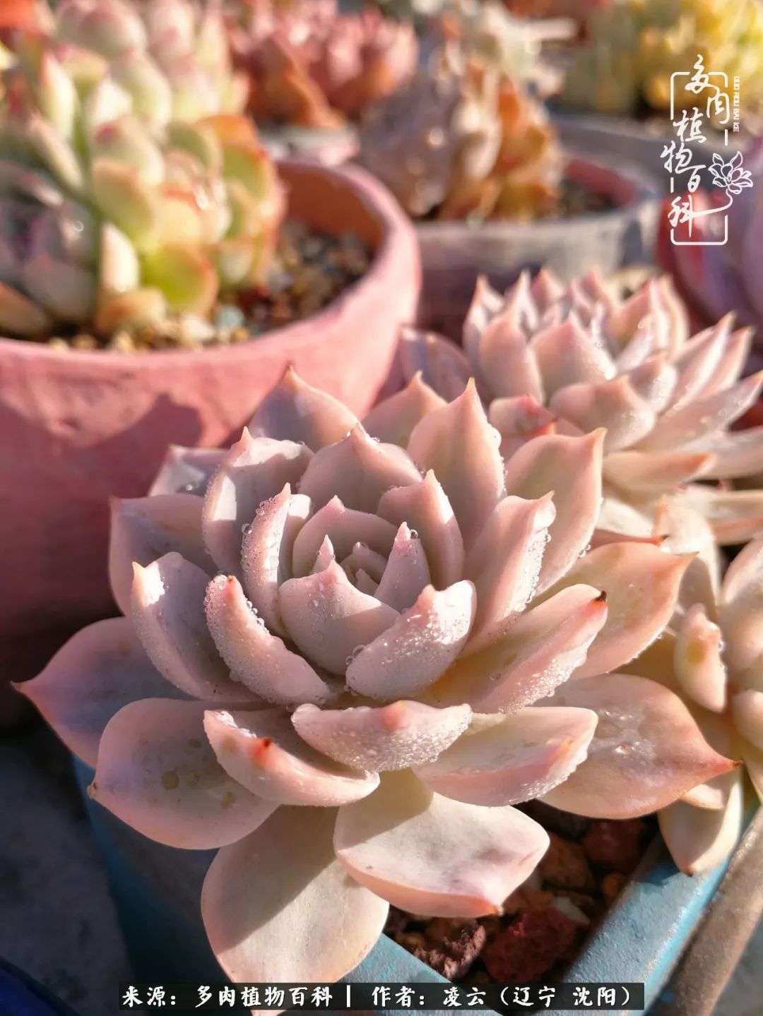 秋闲赏多肉,话育儿,亲生的自家娃,总有一刻让你怦然心动