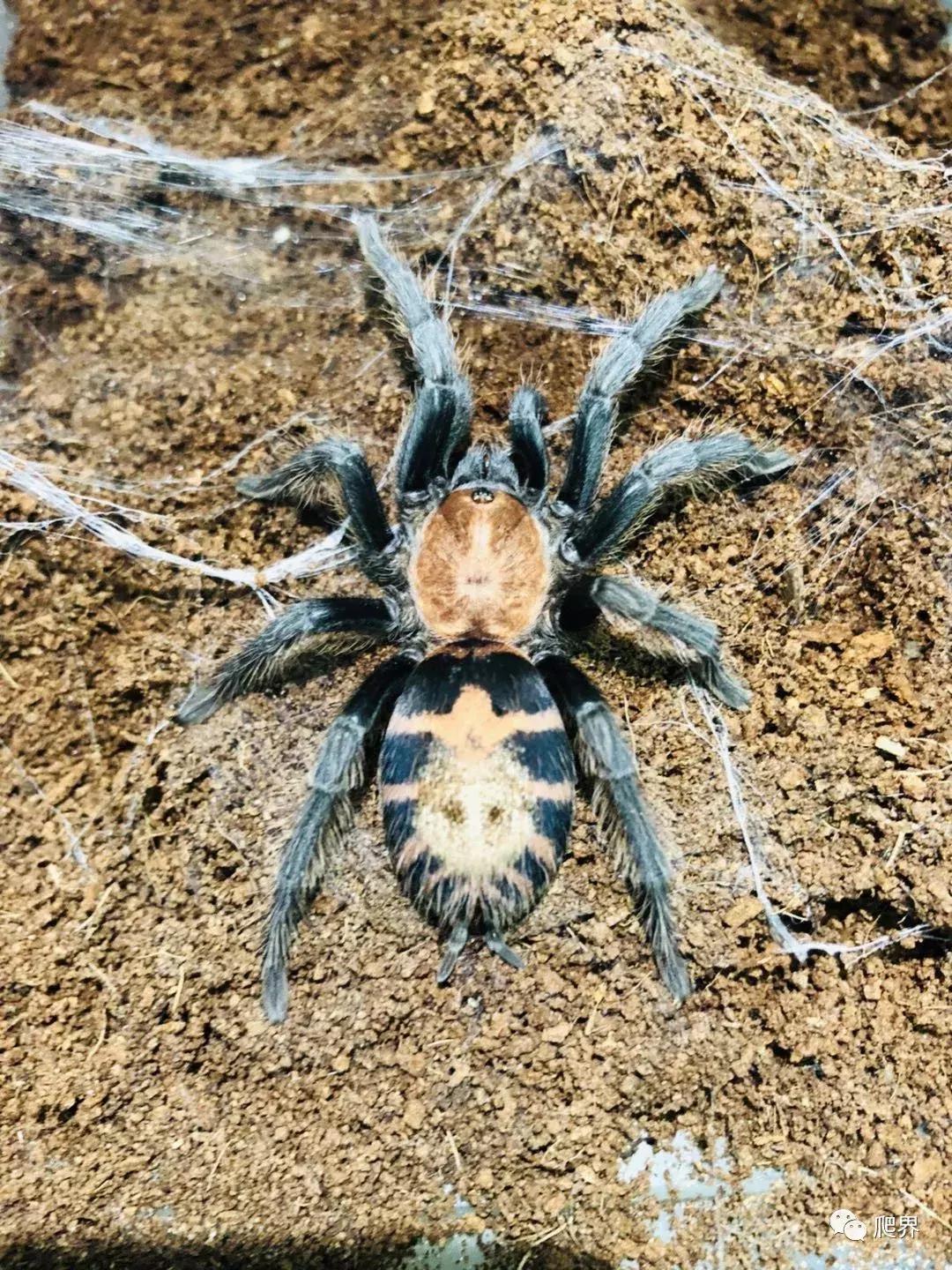 湛江爬宠店,深圳爬宠店在哪里