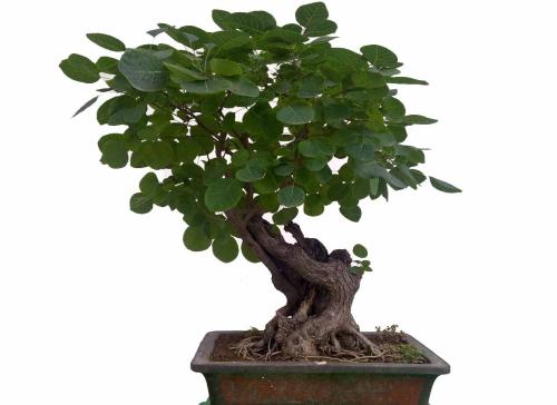 如何做出好看造型的盆景,气势磅礴的山水盆景