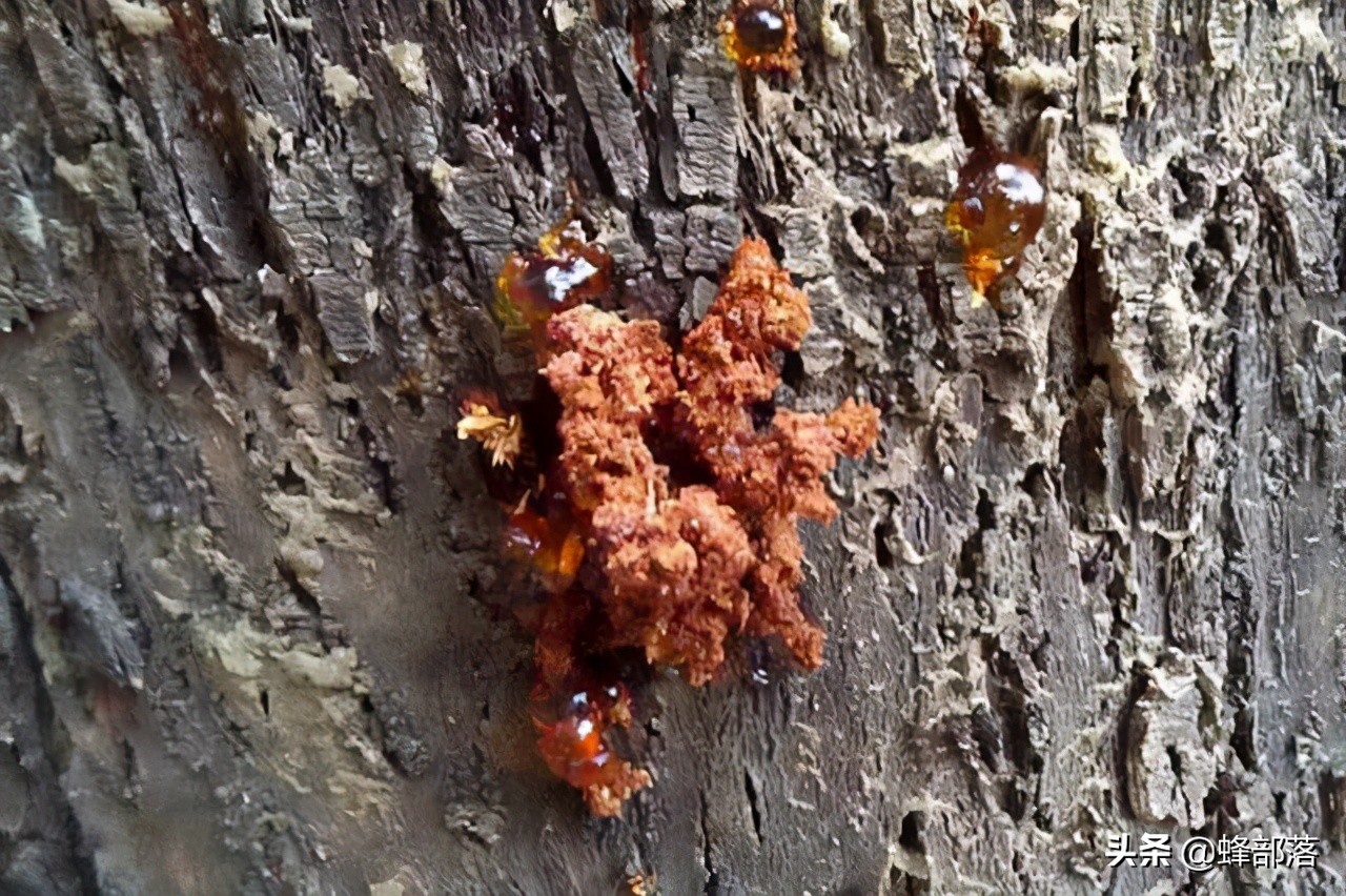 果树专生虫怎么打死,大树上的钻心虫怎么消灭最快