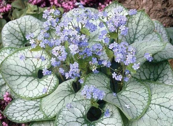 银白色的植物有哪些,草本类观赏植物