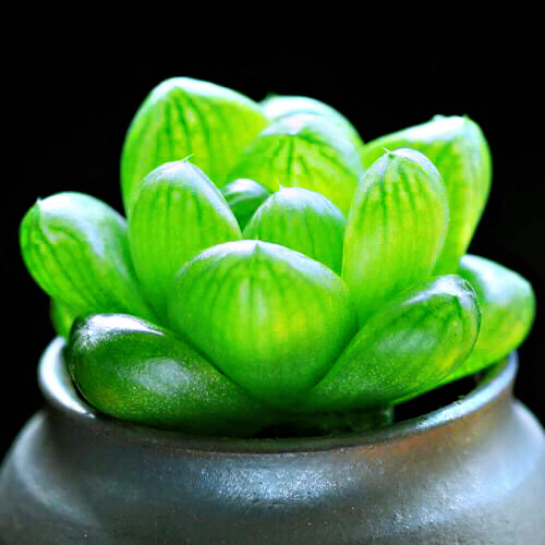 冰灯玉露防辐射彩色多肉植物,超大母本冰灯玉露多肉植物