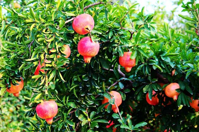 米石榴种植方法,石榴籽怎么种植