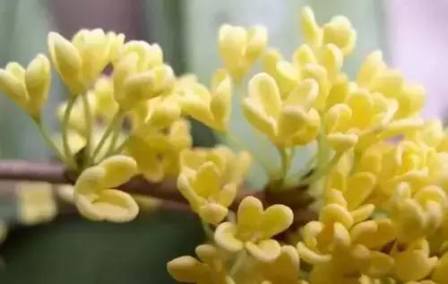 以桂花为市花的城市有哪些,中国每个城市的市花是什么