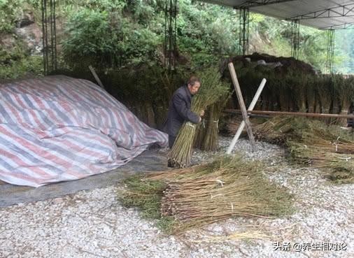 十大解酒的草药,能够解酒毒的中草药都有哪些