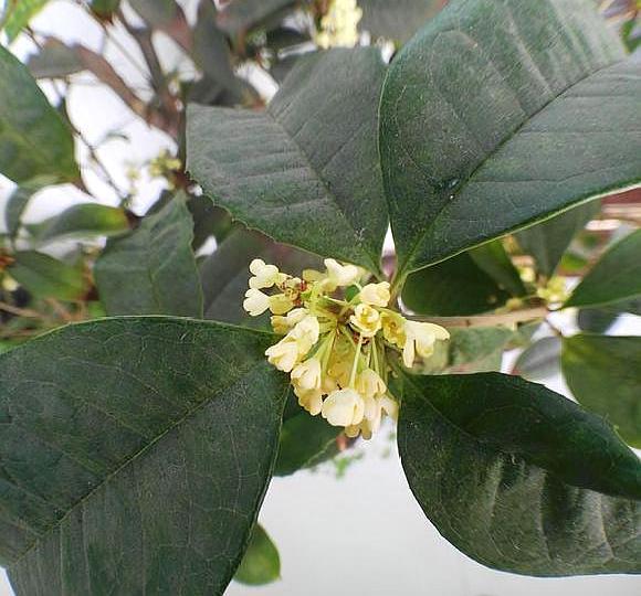 桂花养不活怎么回事,桂花栽活不发新叶是怎么回事