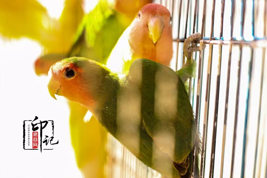 商丘道北花鸟批发市场,商丘花鸟宠物市场