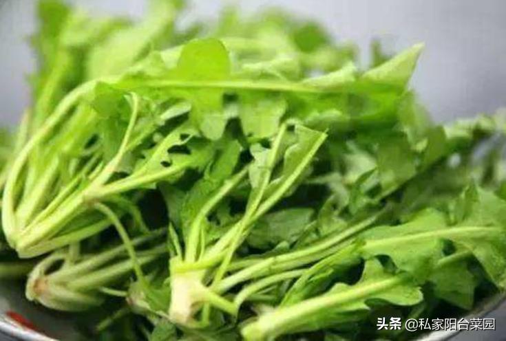 野菜盆栽的种植方法,盆栽野菜100种